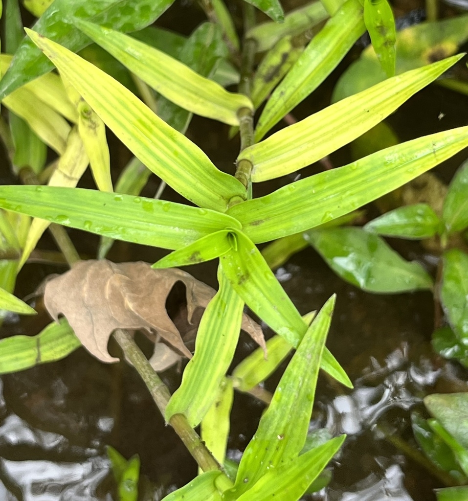 Opposite leaves
