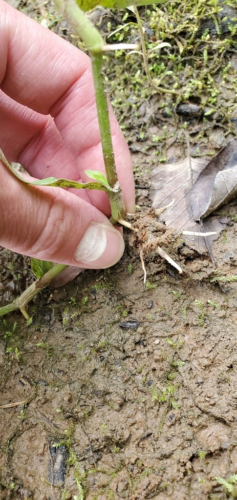 Rooting from the nodes