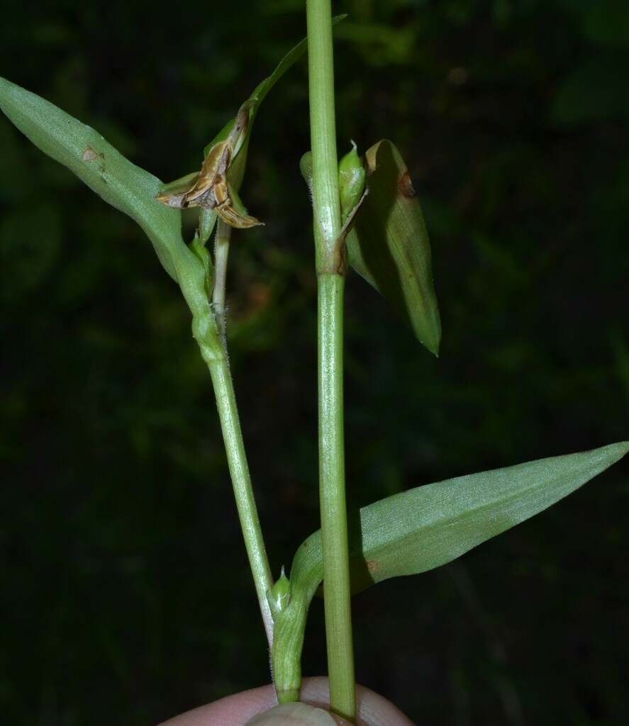 Stem and leaf