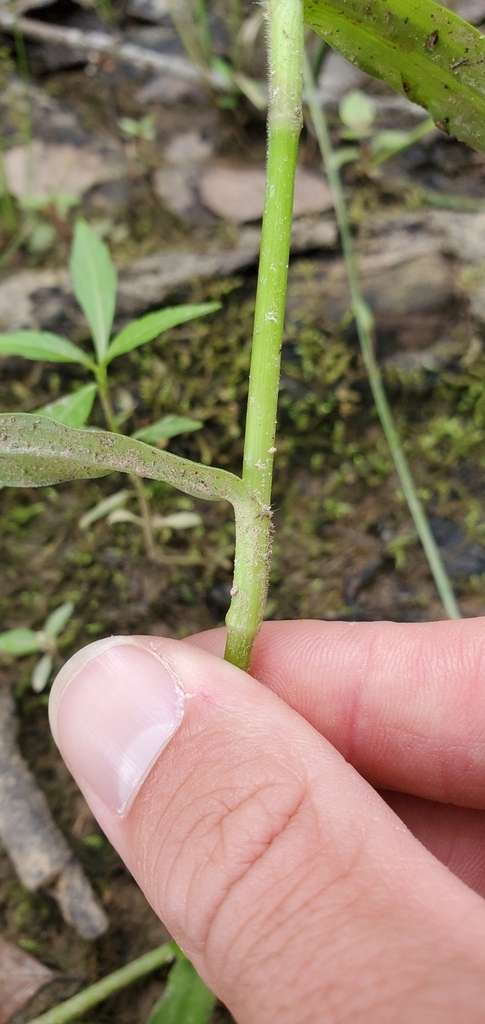 Stem