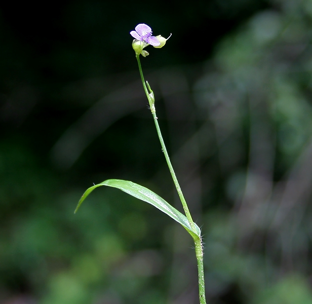 Murdannia nudiflora flower and stem