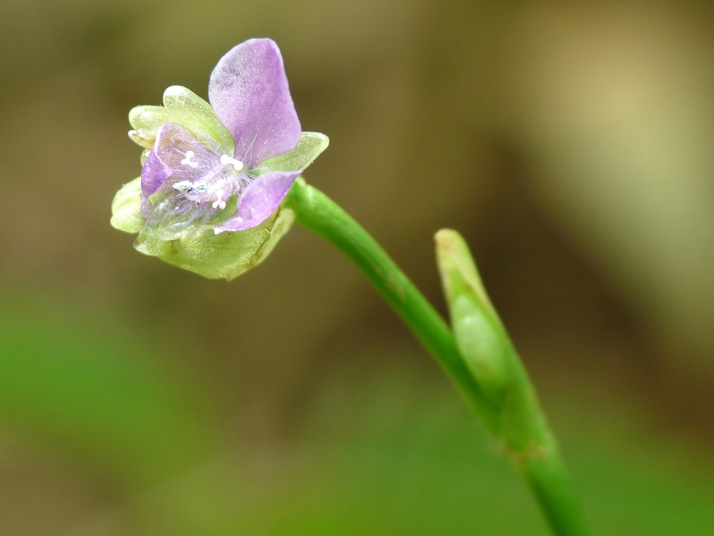 Murdannia nudiflora flower