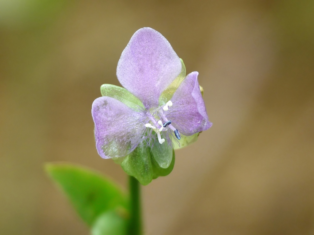 Murdannia nudiflora flower