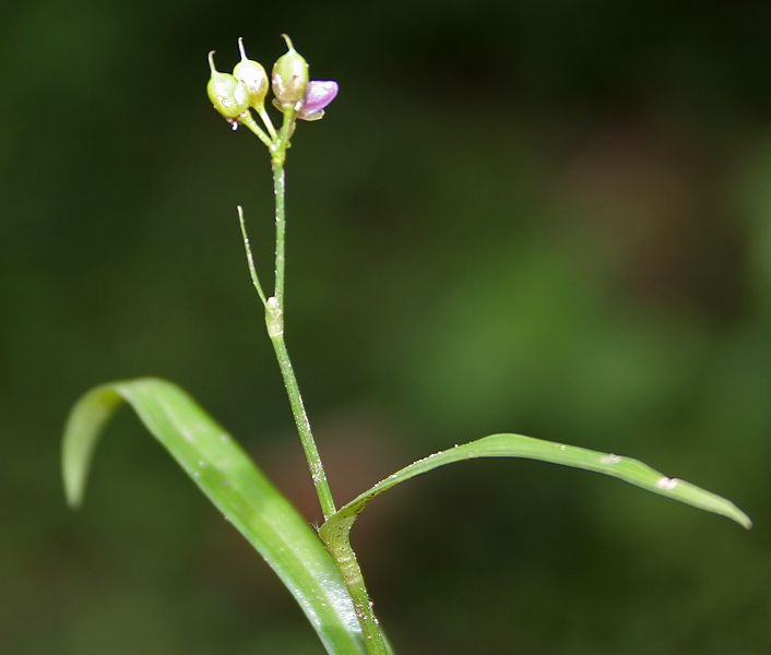 Murdannia nudiflora stem