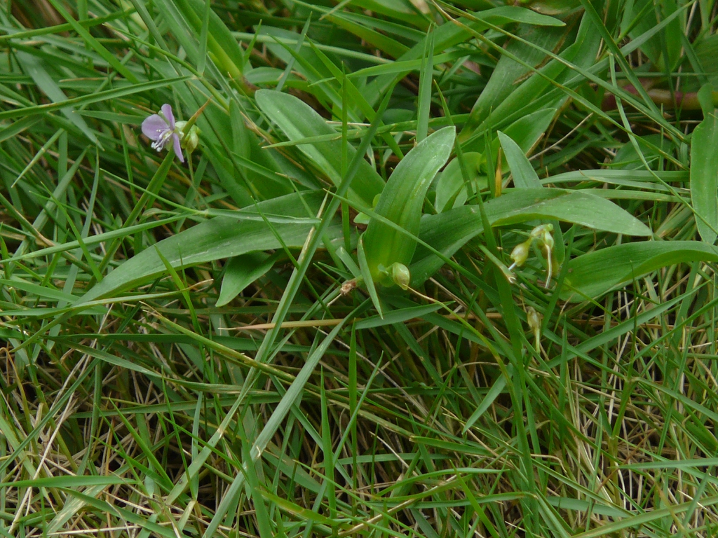Murdannia nudiflora flower and leaves