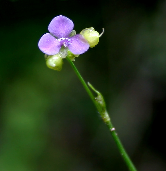 Murdannia nudiflora having a flower with three petals