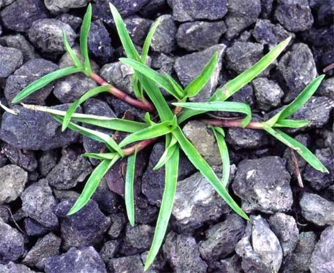 Murdanniua nudiflora