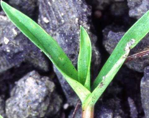 Murdannia nudiflora