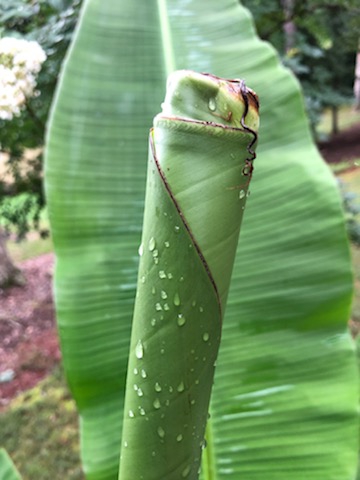 Musa Basjoo