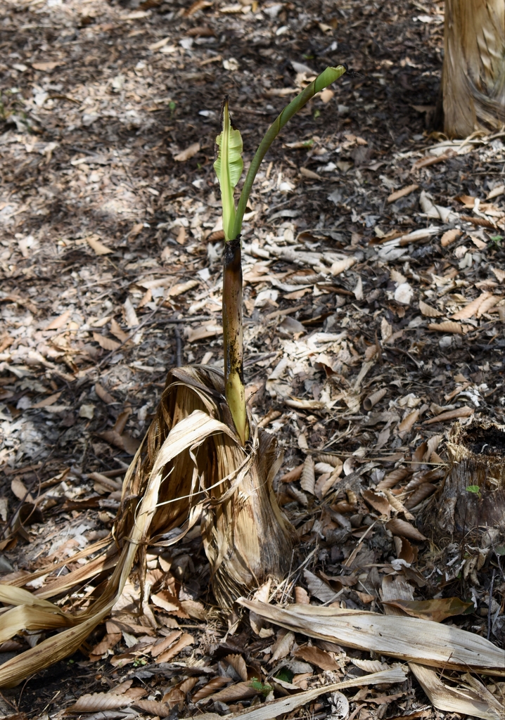 Leaves - April 6 - Wake Co., NC