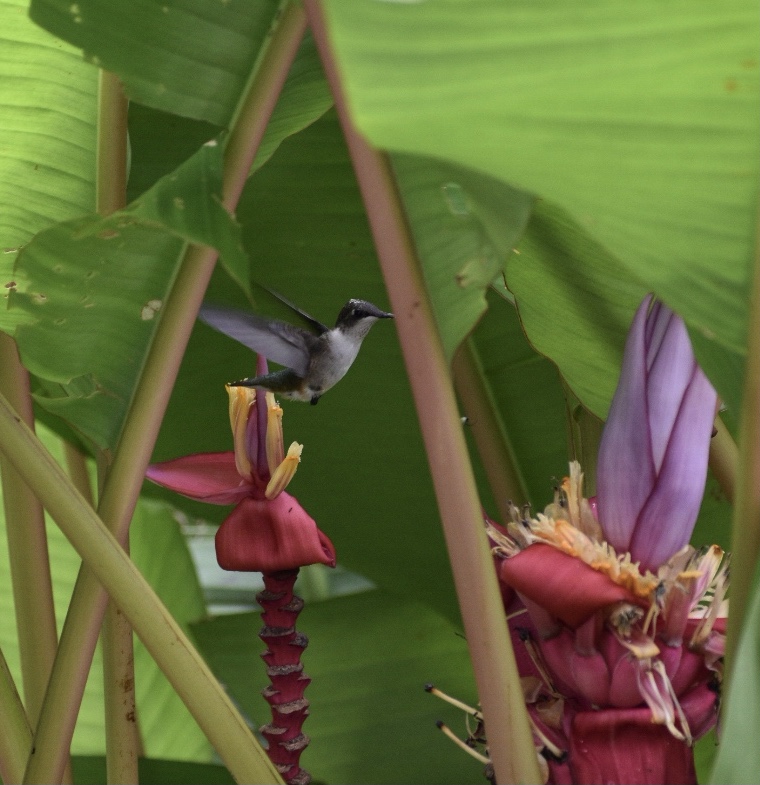w/ Hummingbird Closeup - Summer - Wake Co., NC