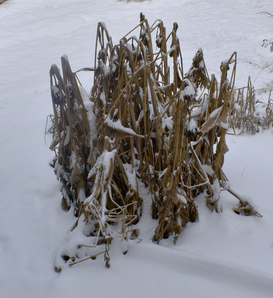 Form in Winter - Jan. 22 - Wake Co., NC