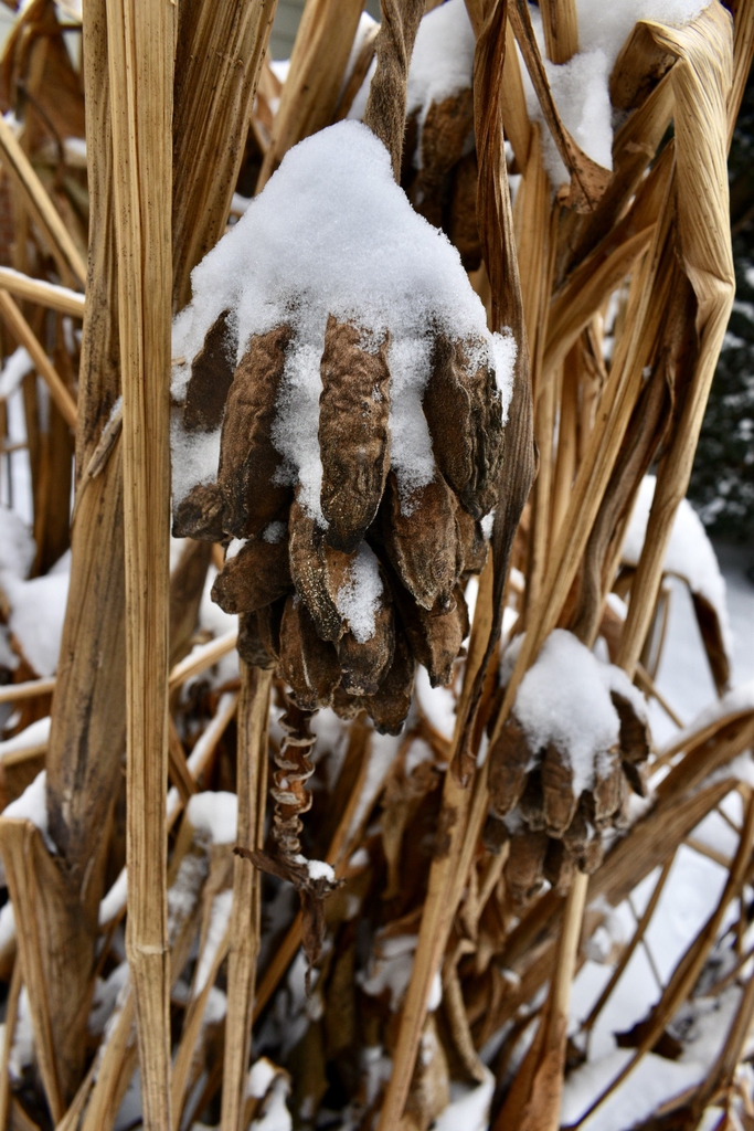 Snow on Fruit - Jan. 22 - Wake Co., NC
