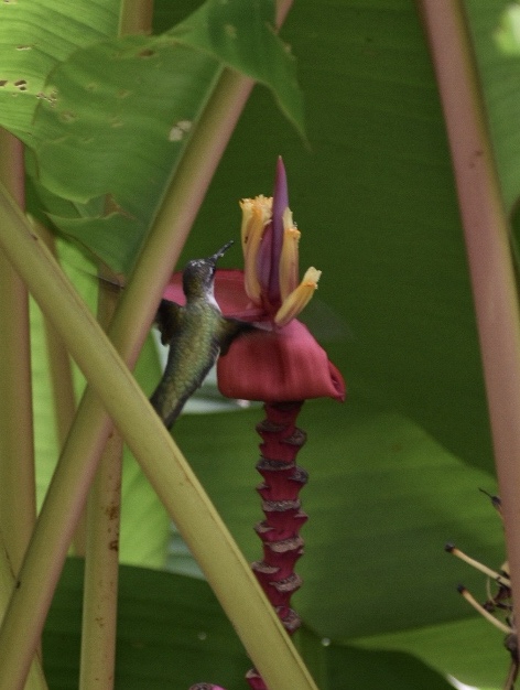 Flower w/ Hummingbird Closeup - Summer - Wake Co., NC