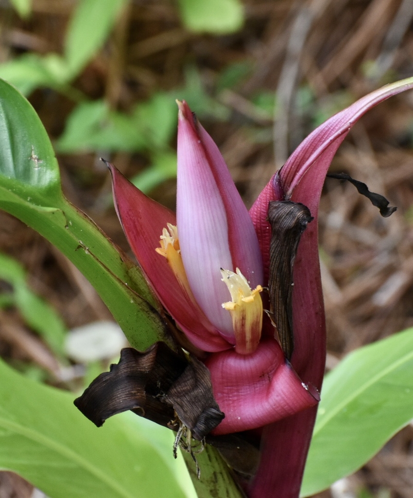 Flower - September - Wake Co., NC