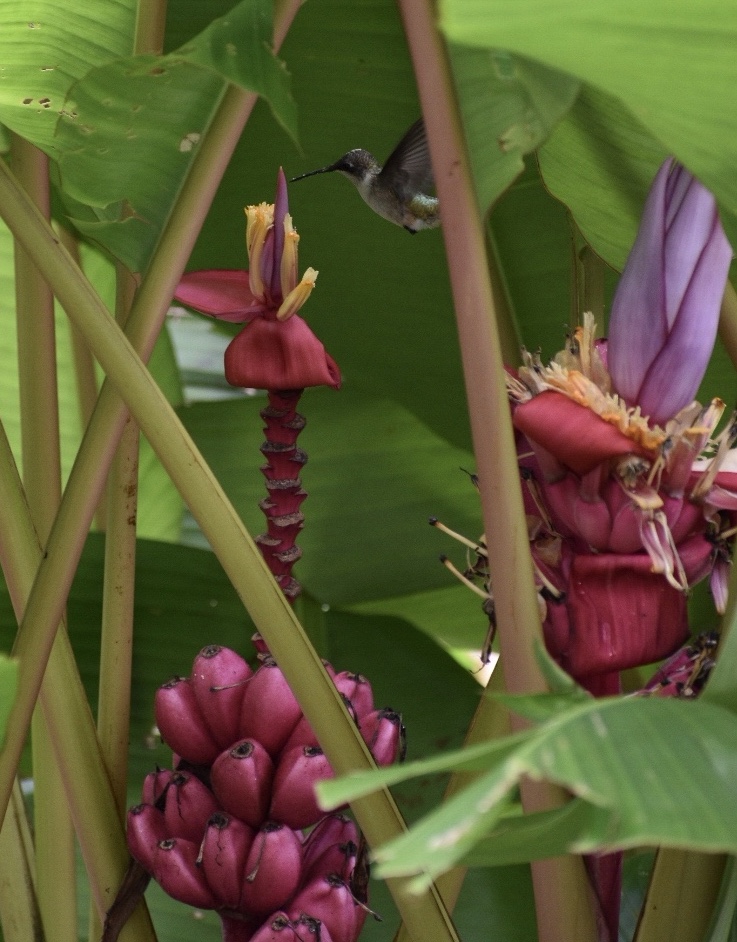 Flower, stems & hummingbird -Wake Co., - NC