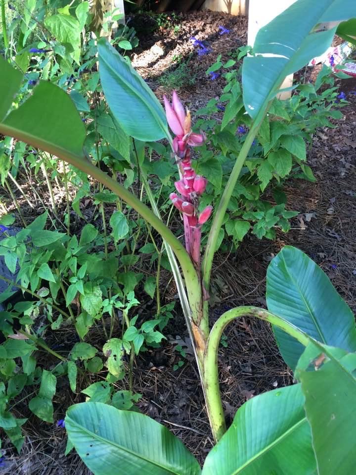 Musa Velutina