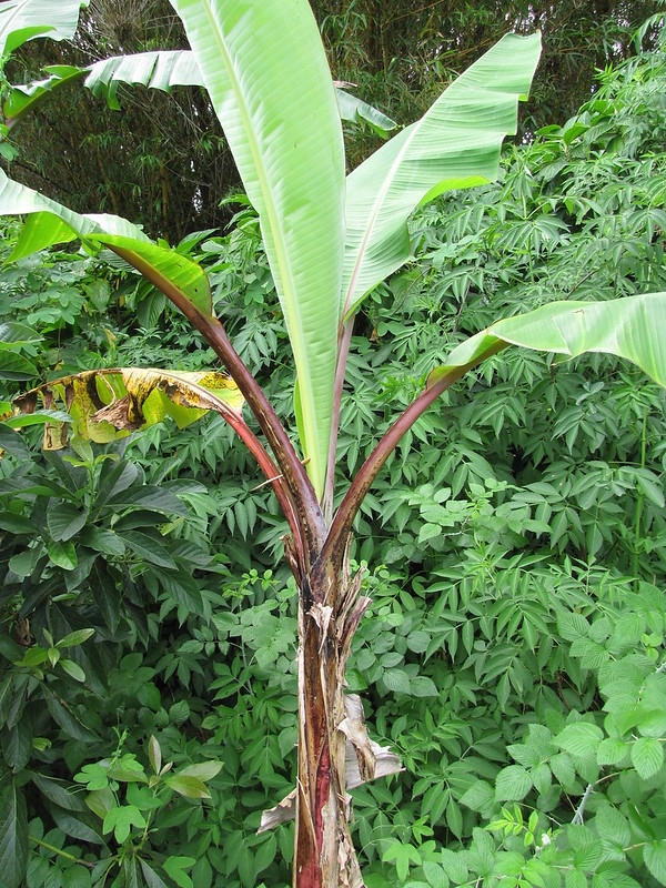 Large banana plant with red petioles