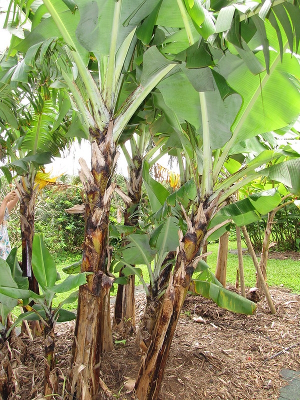 Large banana plant.
