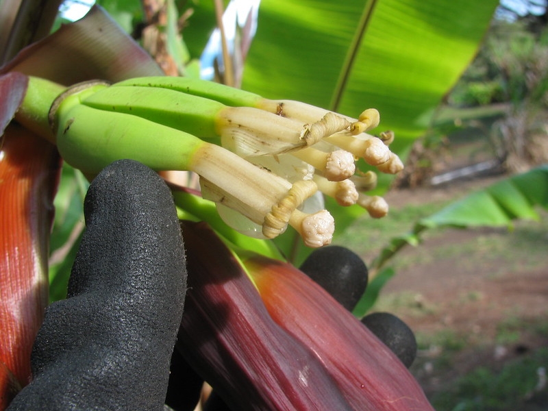 Hand holding several flowers with prominent stigmas
