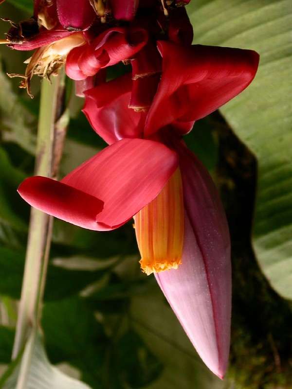 Overlapping red bracts gaping to reveal slender flowers