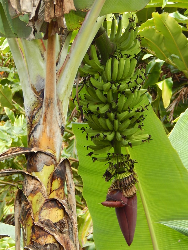 "hands" of green bananas on a central stalk.
