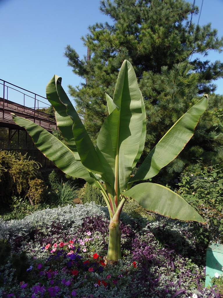 Leaves