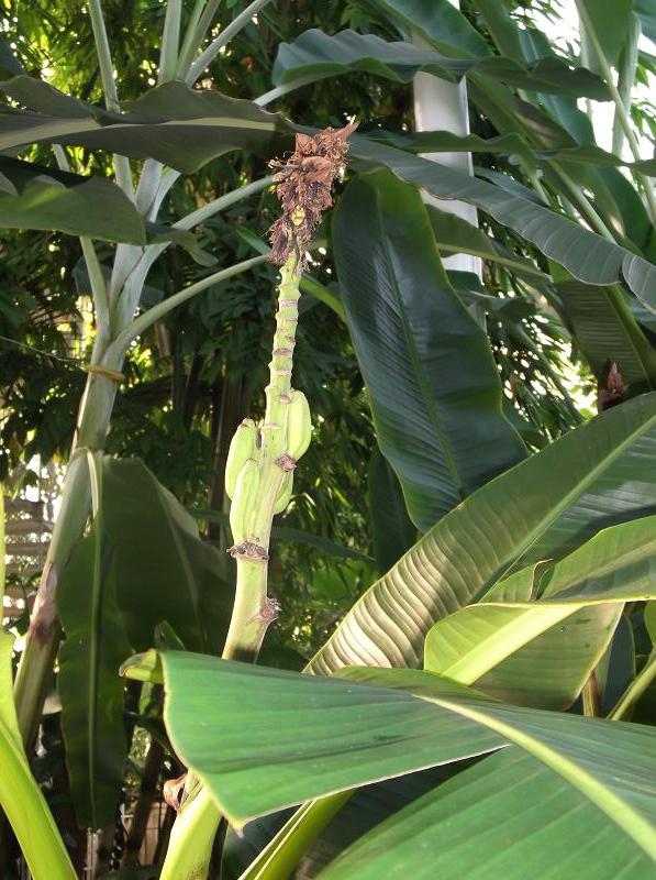 Fruit