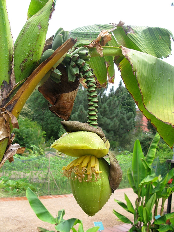 Fruit