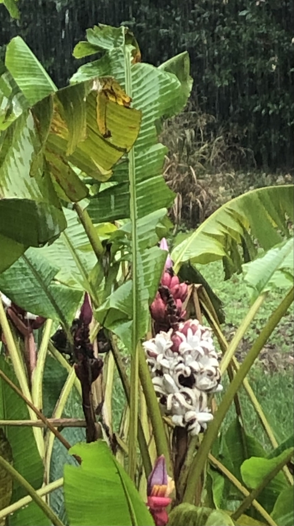 Musa velutina