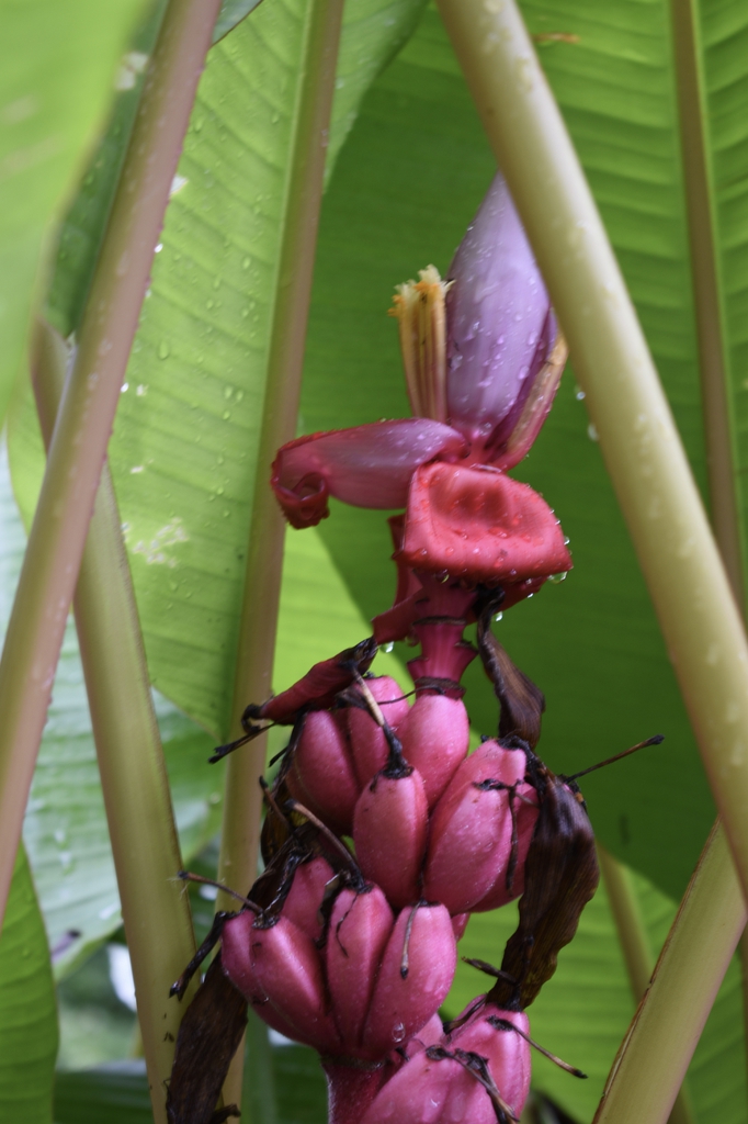 Musa velutina