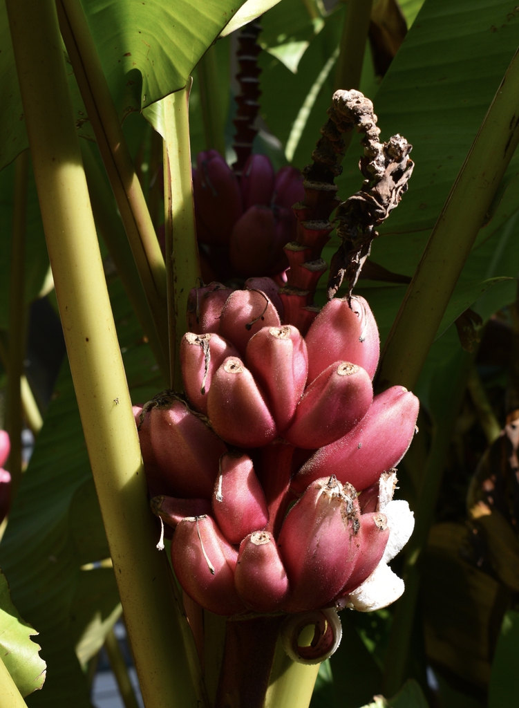 Musa velutina