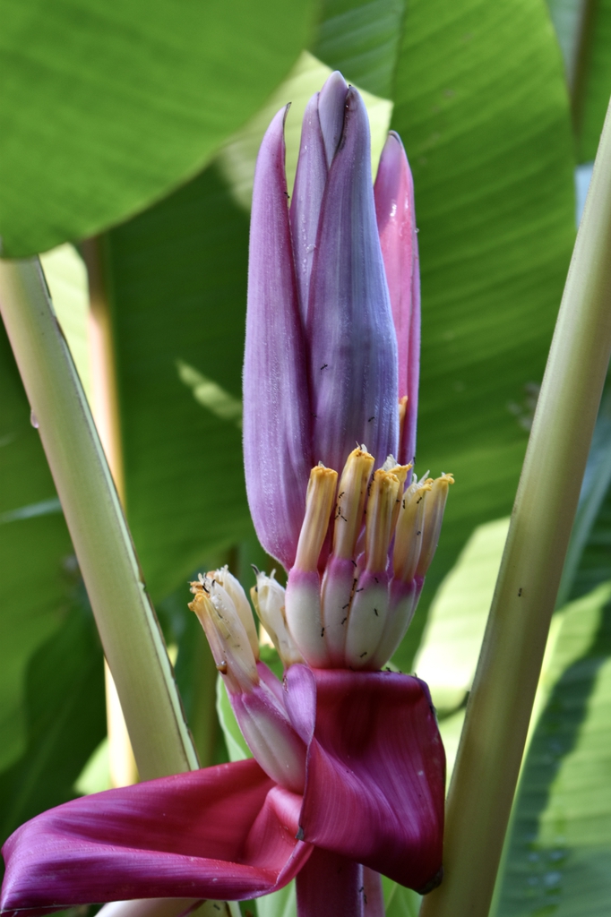 Musa velutina
