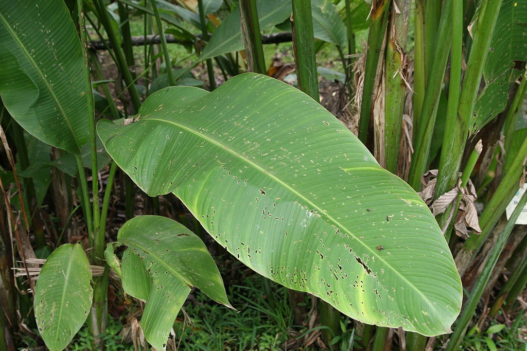 Leaves and stems