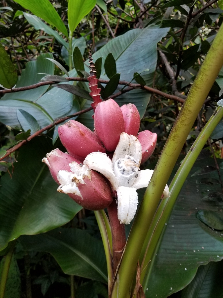 Fruit open