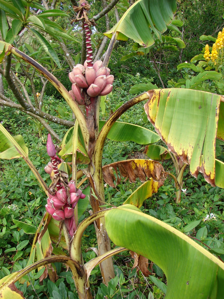 Form