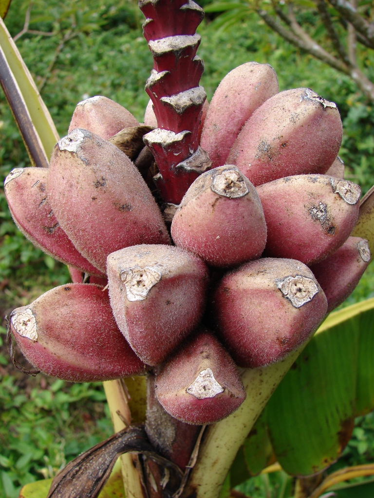 Fruits
