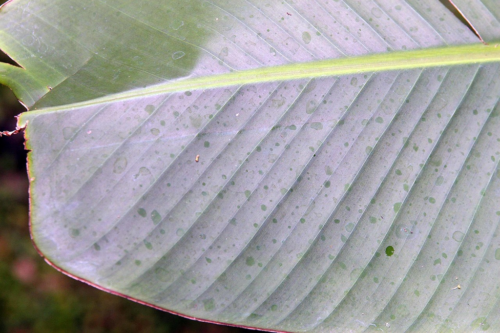 Underside of leaf