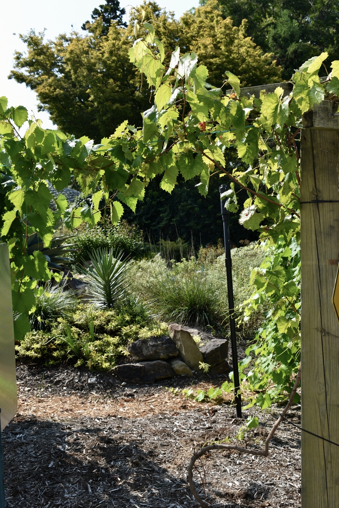 'Razzmatazz' Form - Aug. 12 - Wake Co., NC