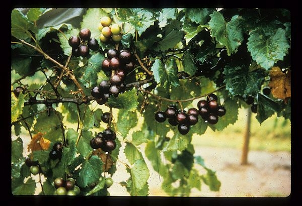 Muscadine