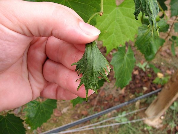Muscadine