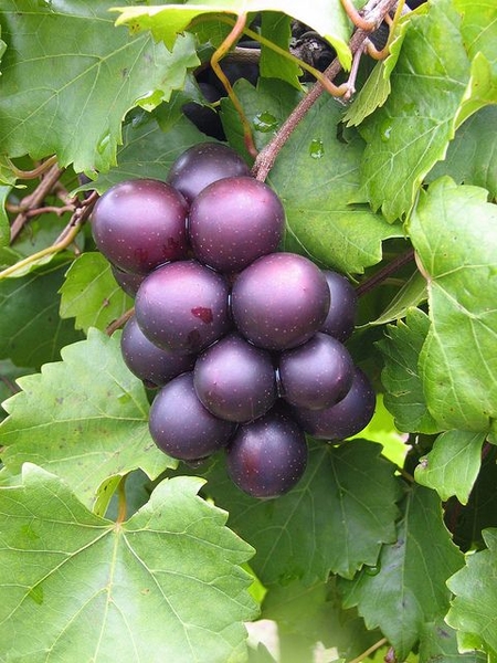 Muscadine