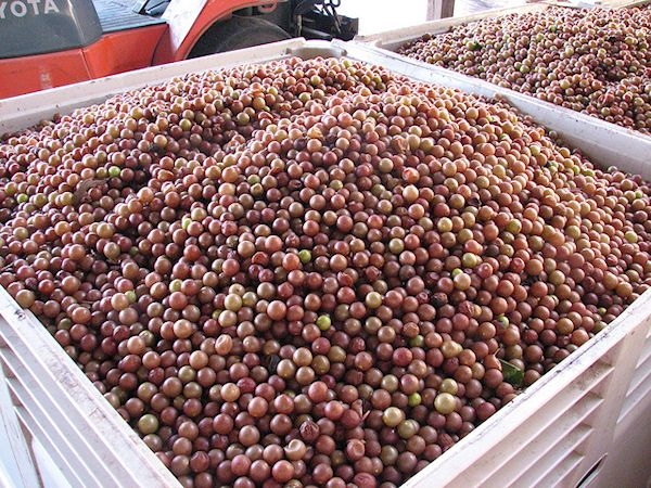 Muscadine