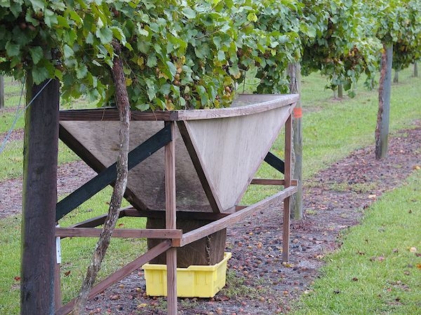 Muscadine