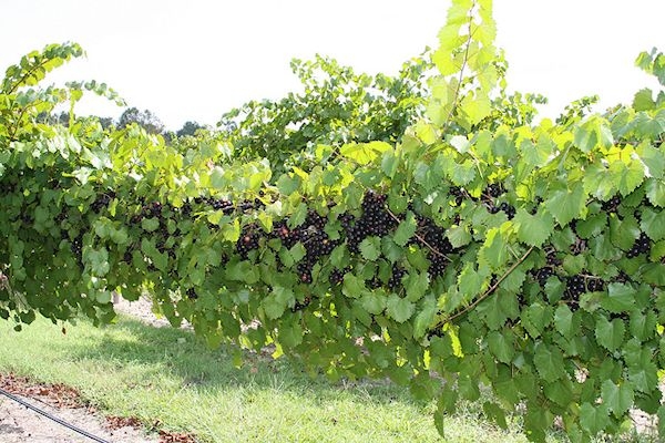 Muscadine