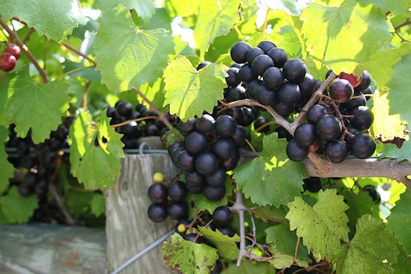 Muscadine