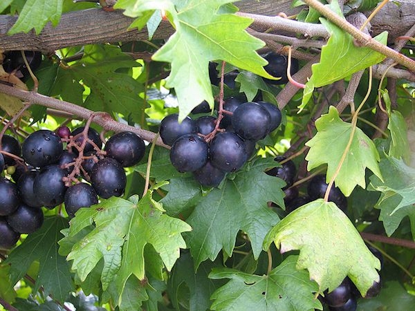 Muscadine