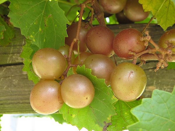Muscadine