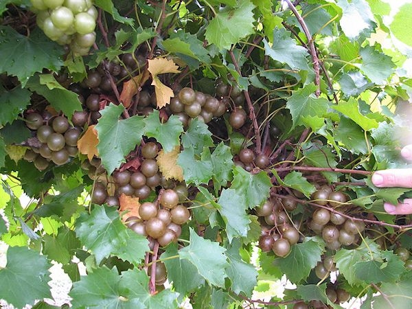 Muscadine
