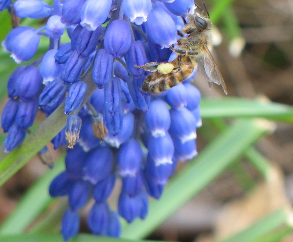 Muscari atlanticum